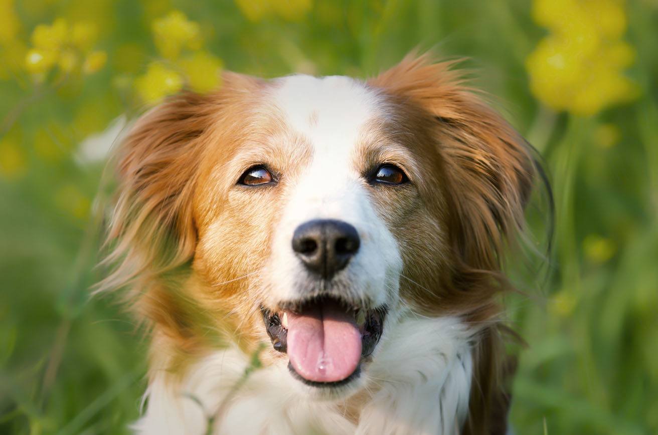 愛犬のやってほしい行動を育てる