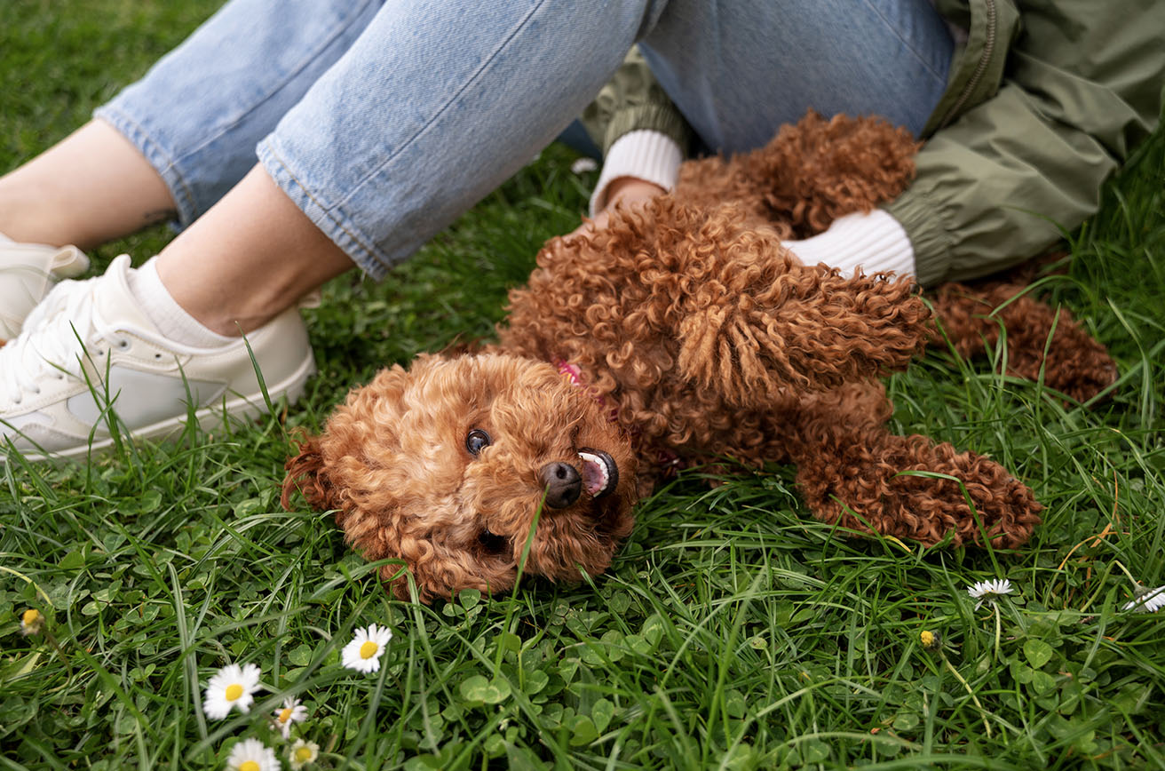 犬の躾「信頼できるリーダー」