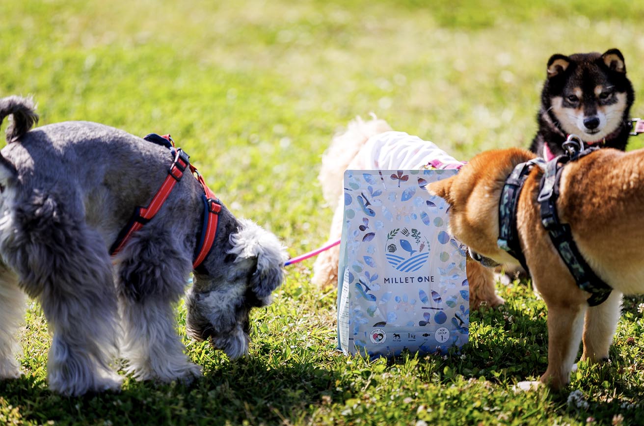 アニマルウェルビーイングとドッグフード