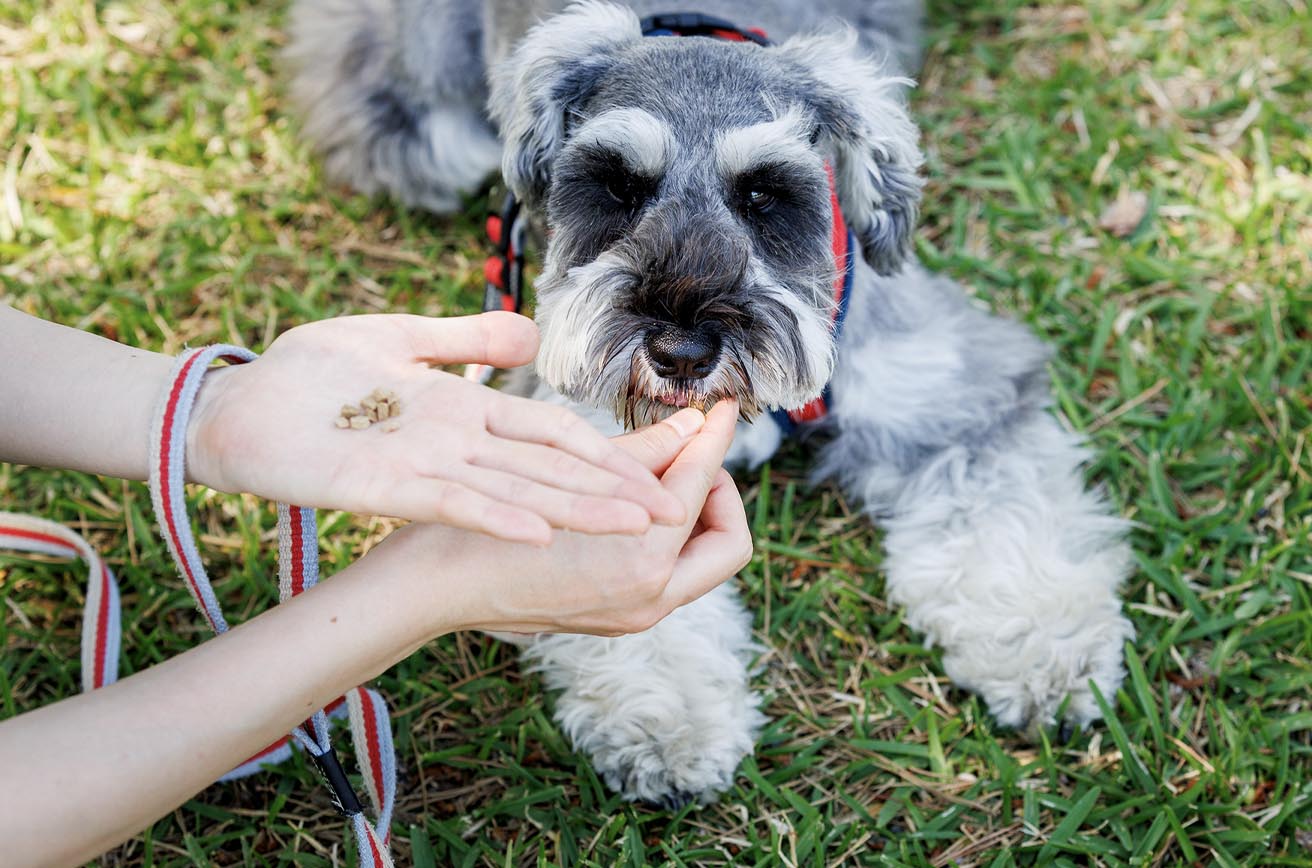 アニマルウェルビーイングなドッグフードの条件