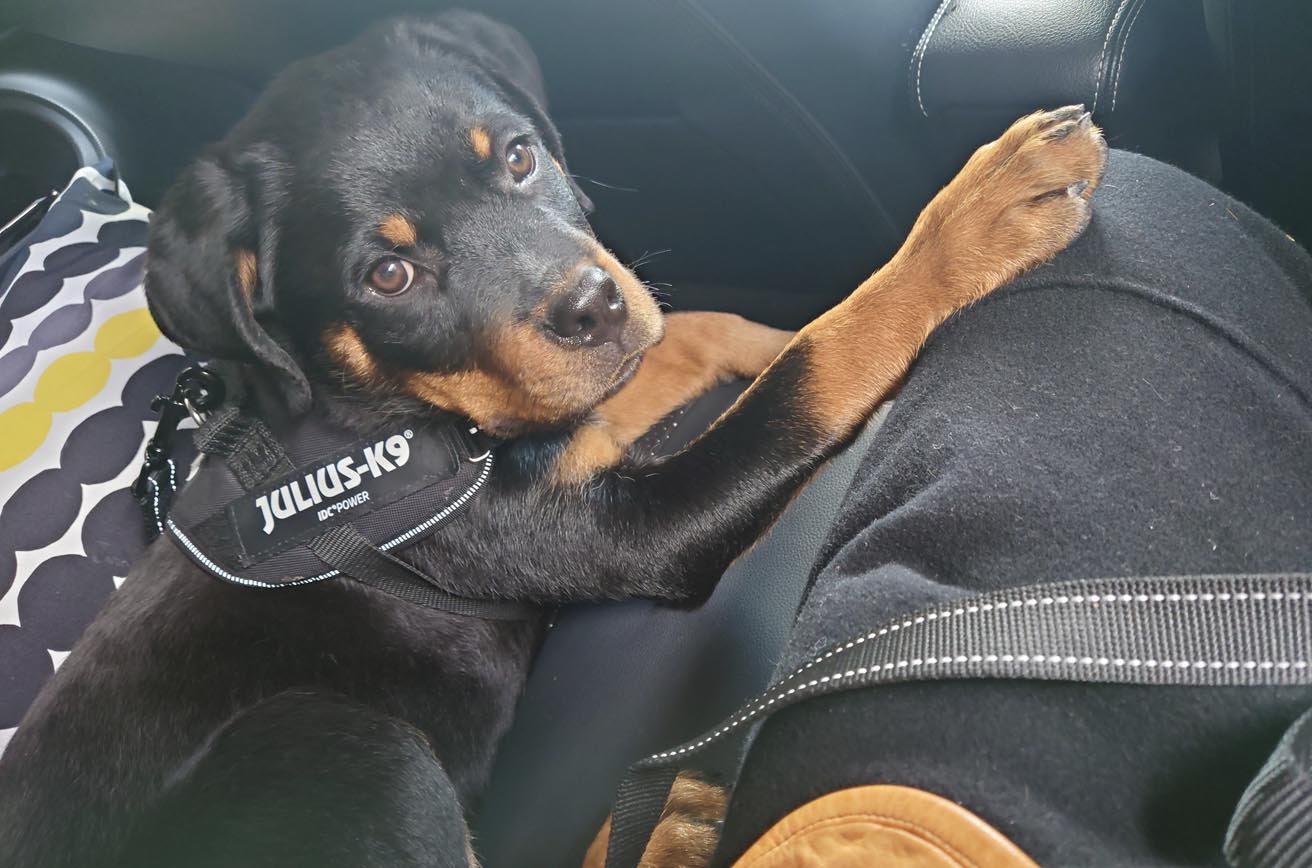 ロットワイラーのパピー期