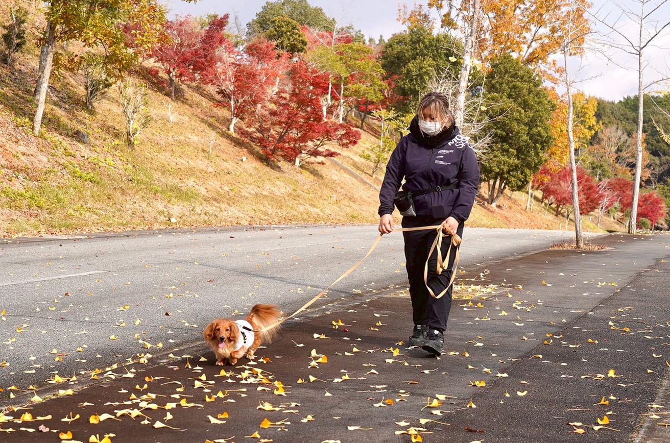 犬の散歩で疲れない