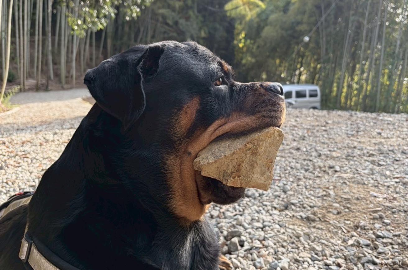 HANAが石を咥えている所