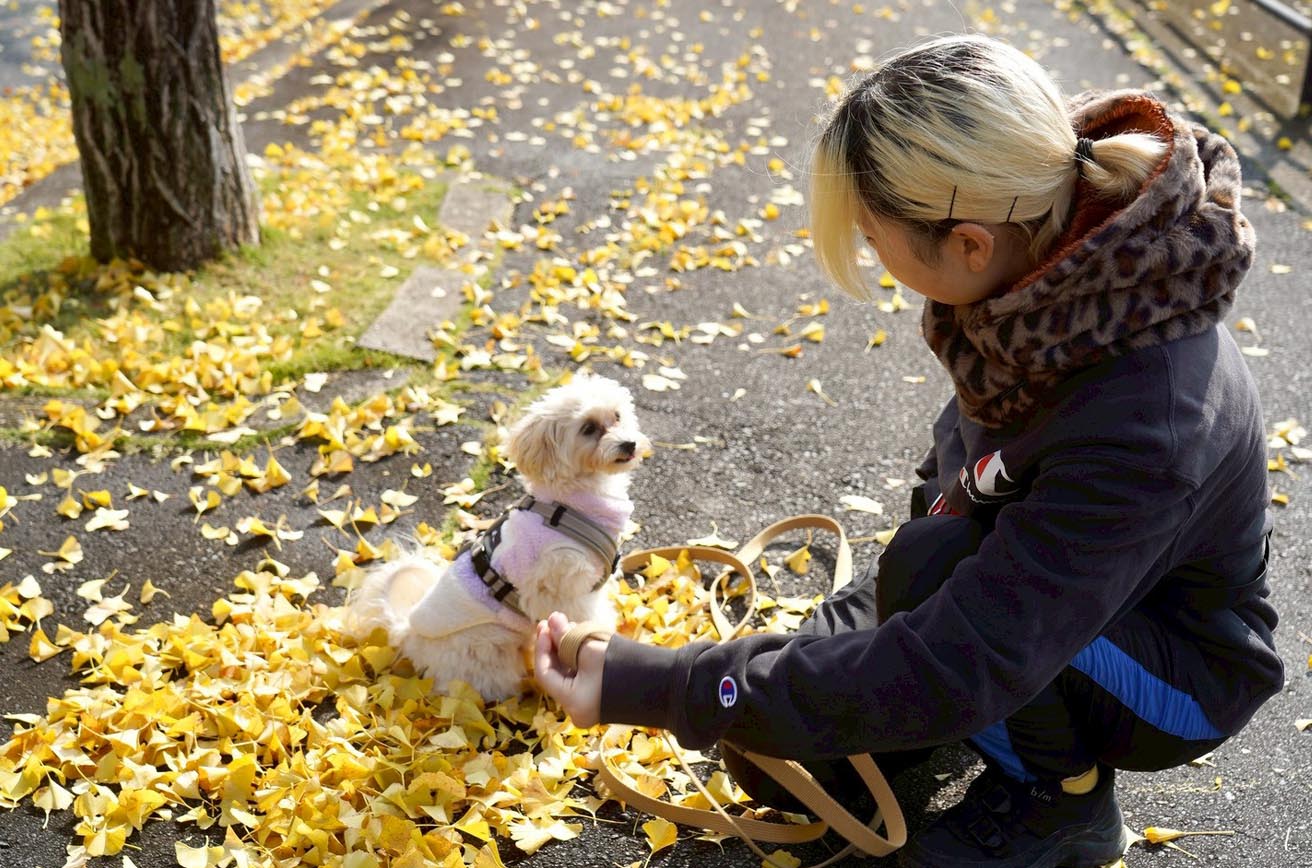 犬は歩くだけでは疲れない