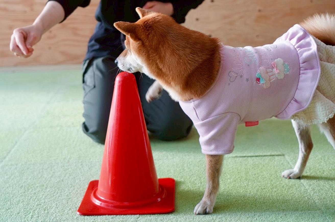 しつけフードをあげているところ