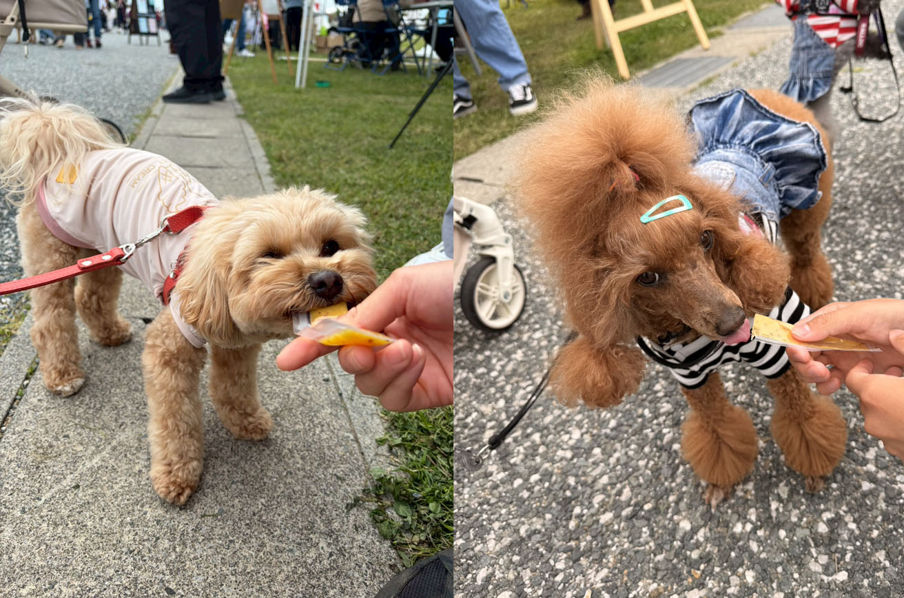 ミレワンポテトの試食をするワンちゃん