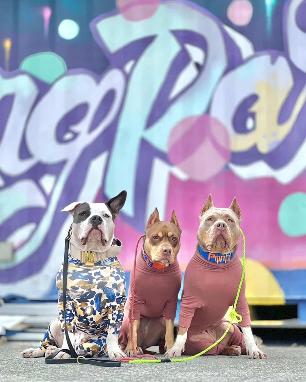 ピットブル「シヴァ」と友達の犬