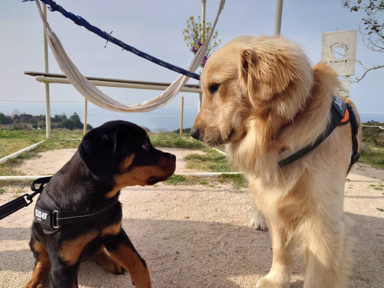 屋外のハンモックのそばで向き合うゴールデンレトリバーと黒い犬